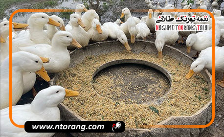 بهبود کیفیت گوشت اردک با استفاده از مکمل های غذایی طبیعی